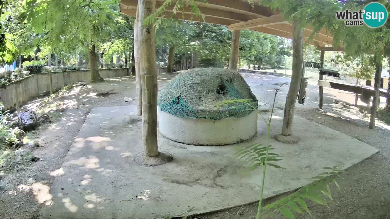Zebre v živo v živalskem vrtu Ljubljana ZOO spletne kamere