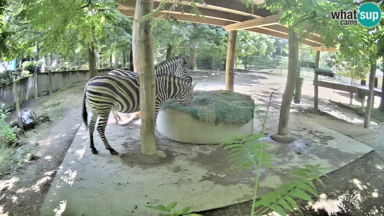 Camera en vivo Cebras in Ljubljana ZOO – Eslovenia