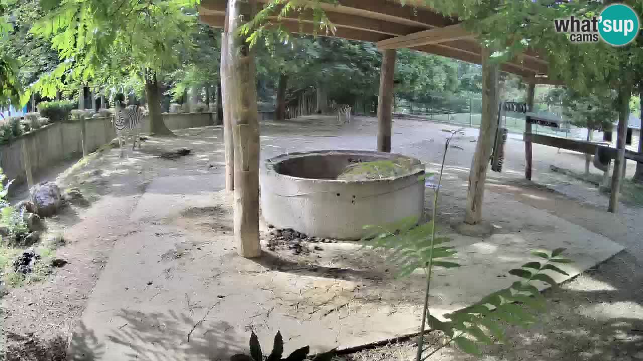 Live webcam Zebras in Ljubljana ZOO – Slovenia