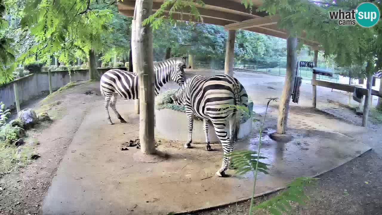 Le Zebre nello ZOO di Ljubljana – Slovenia Live webcam