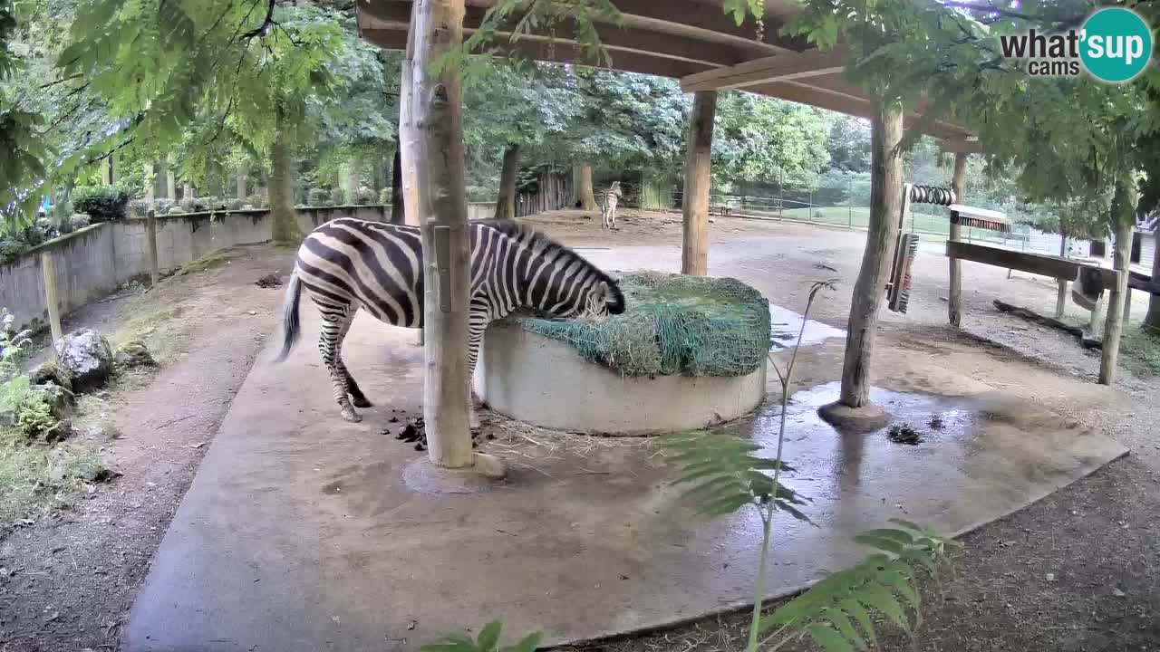 Le Zebre nello ZOO di Ljubljana – Slovenia Live webcam
