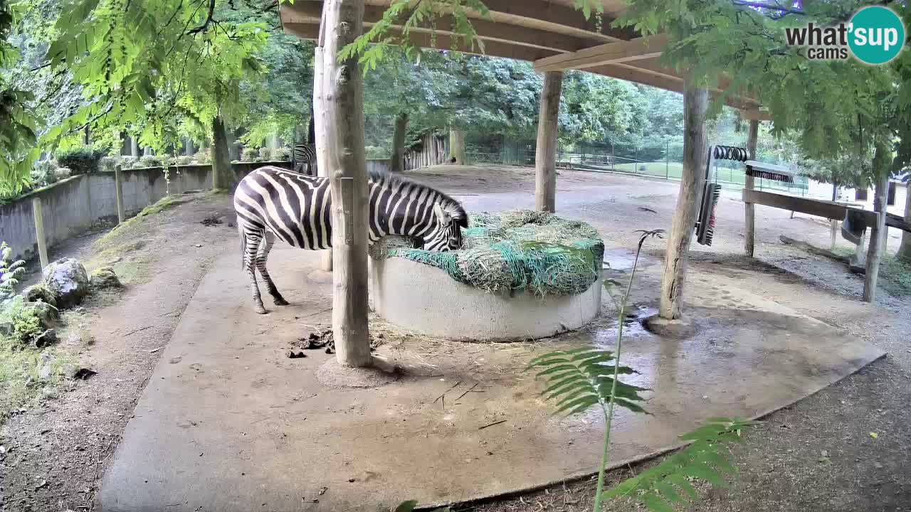 Le Zebre nello ZOO di Ljubljana – Slovenia Live webcam