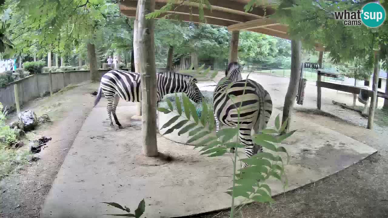 Live Webcam Zebras in Ljubljana ZOO – Slowenien