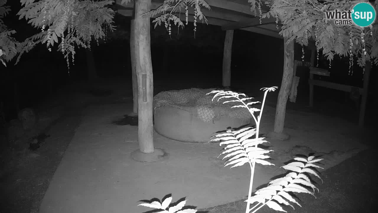 Camera en vivo Cebras in Ljubljana ZOO – Eslovenia