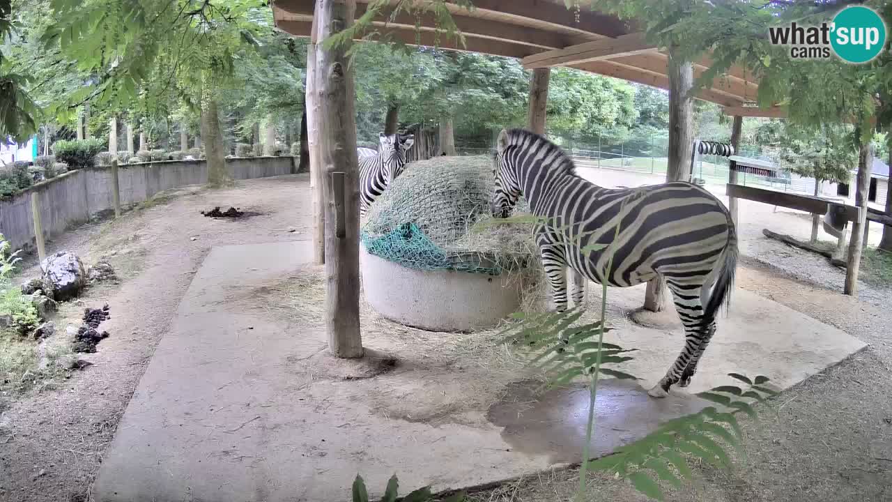 Live Webcam Zebras in Ljubljana ZOO – Slowenien