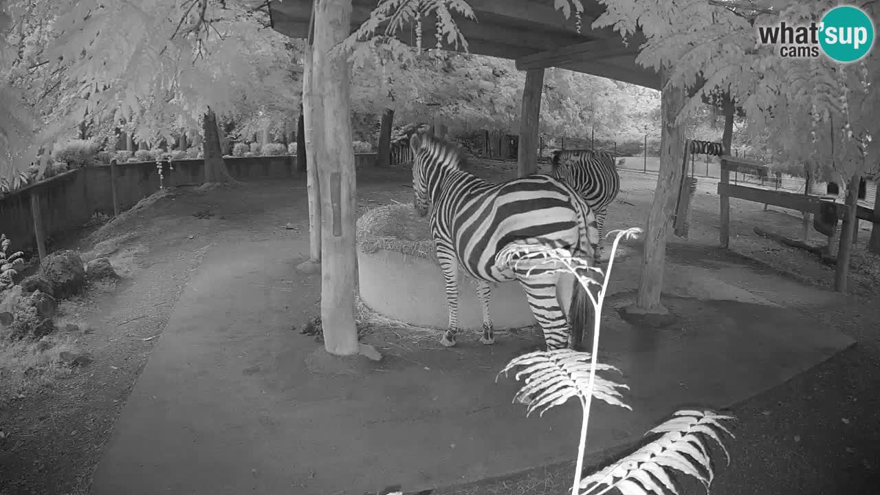 Camera en vivo Cebras in Ljubljana ZOO – Eslovenia