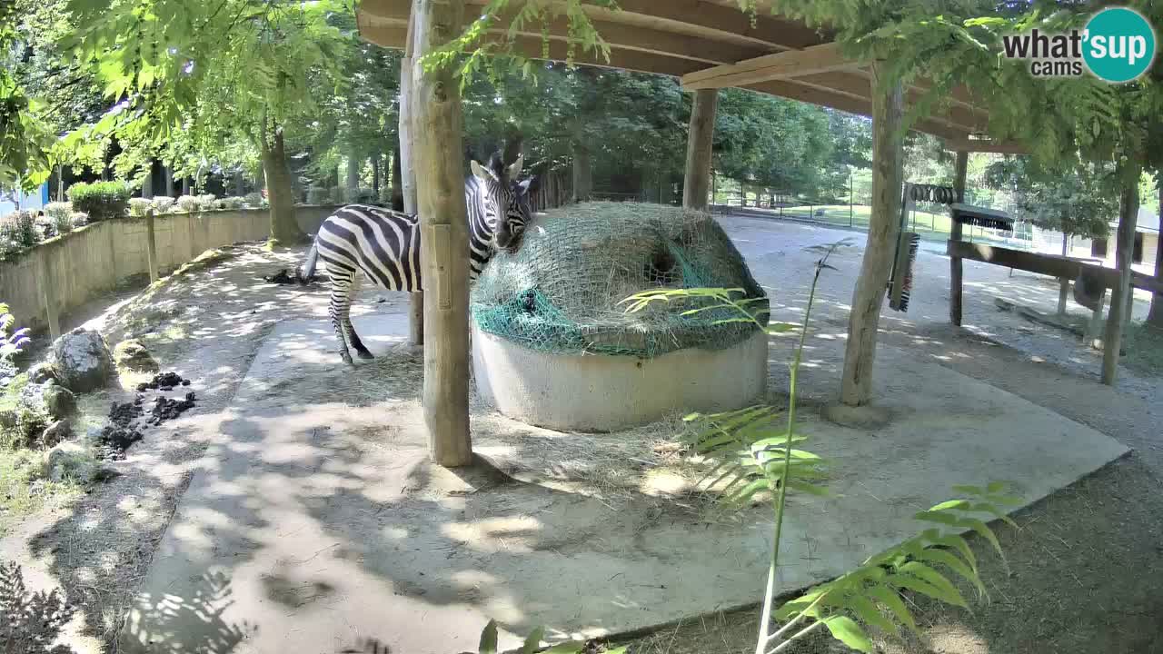 Le Zebre nello ZOO di Ljubljana – Slovenia Live webcam