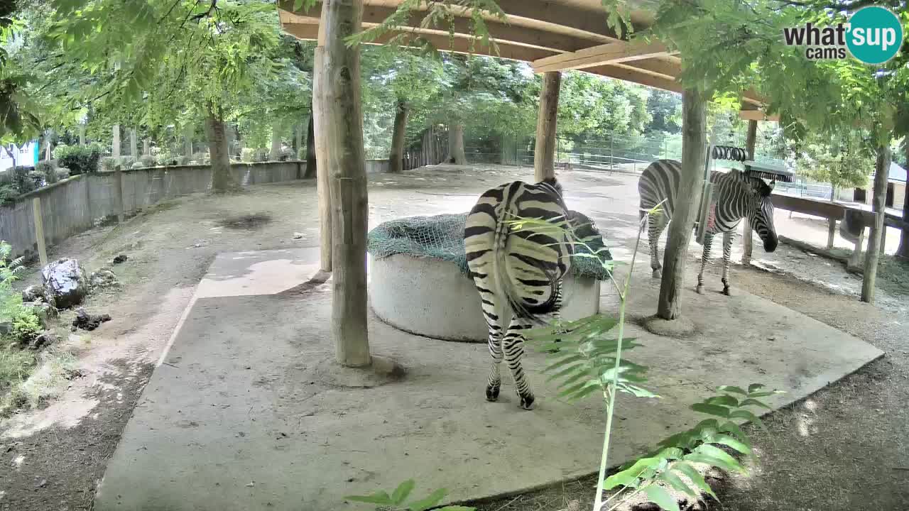 Live Webcam Zebras in Ljubljana ZOO – Slowenien