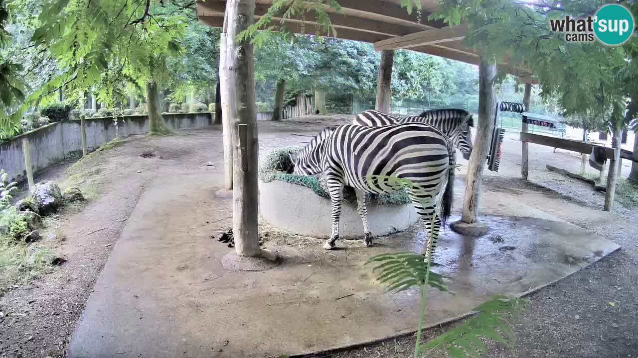 Live Webcam Zebras in Ljubljana ZOO – Slowenien