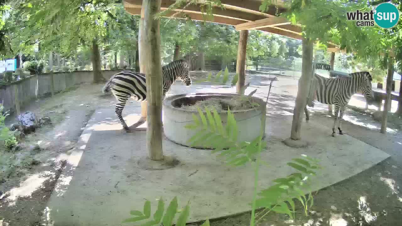 Live Webcam Zebras in Ljubljana ZOO – Slowenien