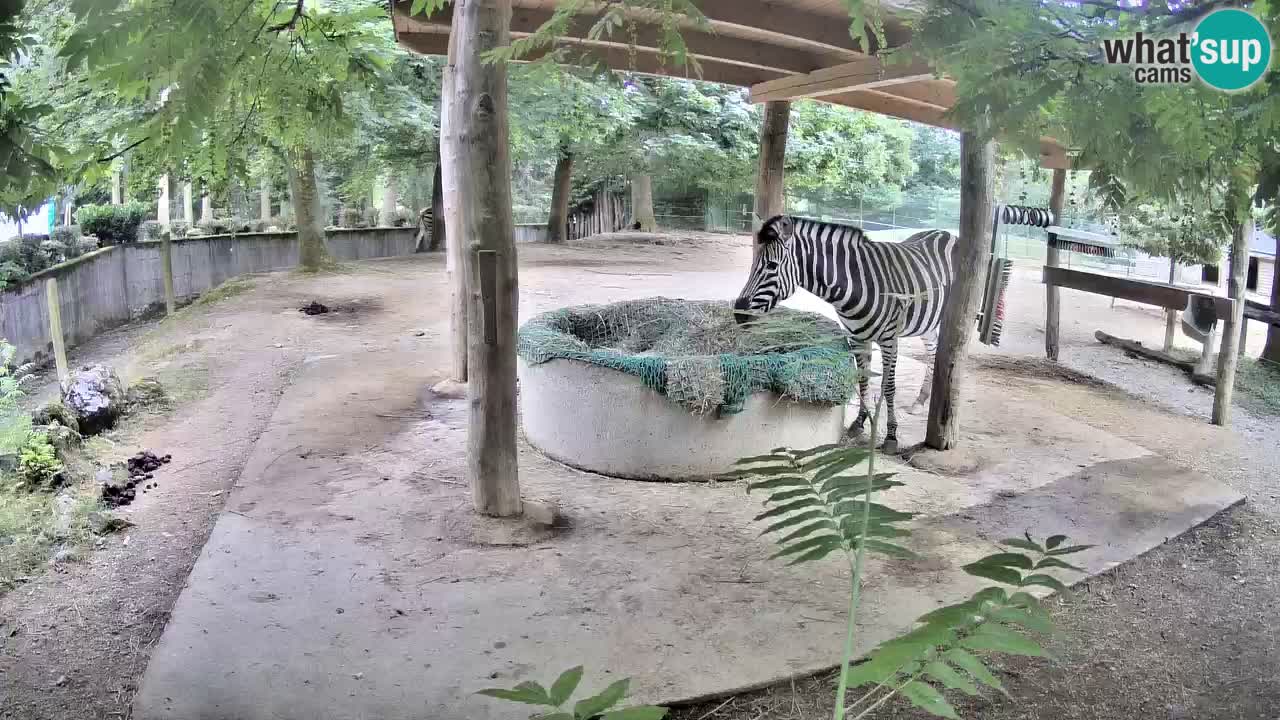 Live webcam Zebras in Ljubljana ZOO – Slovenia