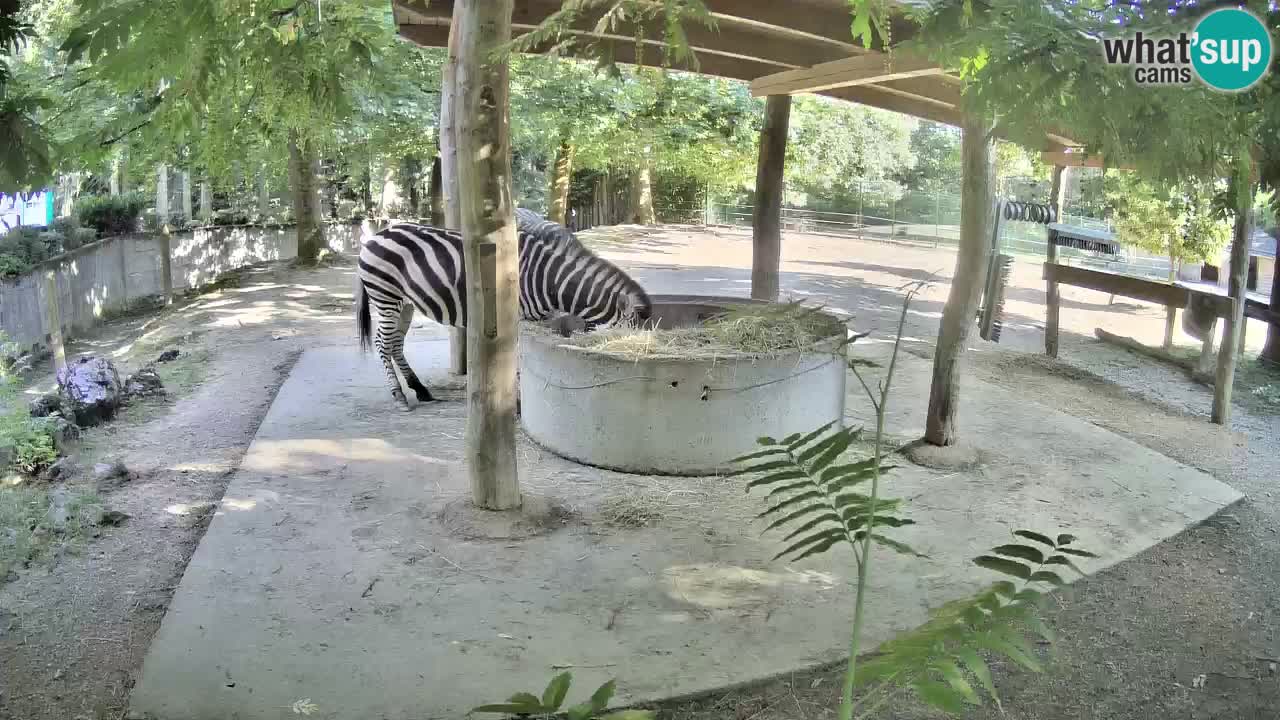 Camera en vivo Cebras in Ljubljana ZOO – Eslovenia