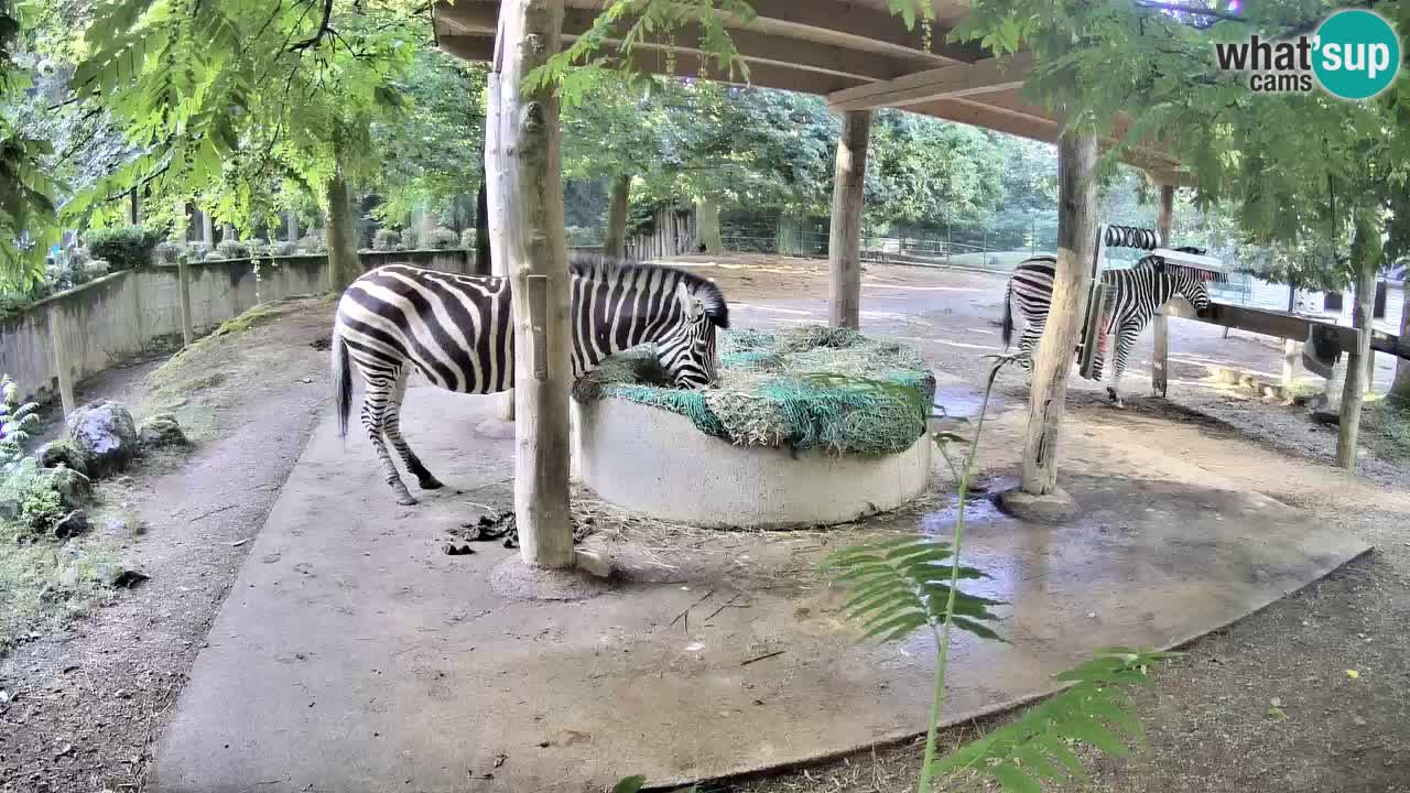 Live webcam Les zèbres in Ljubljana ZOO – Slovénie