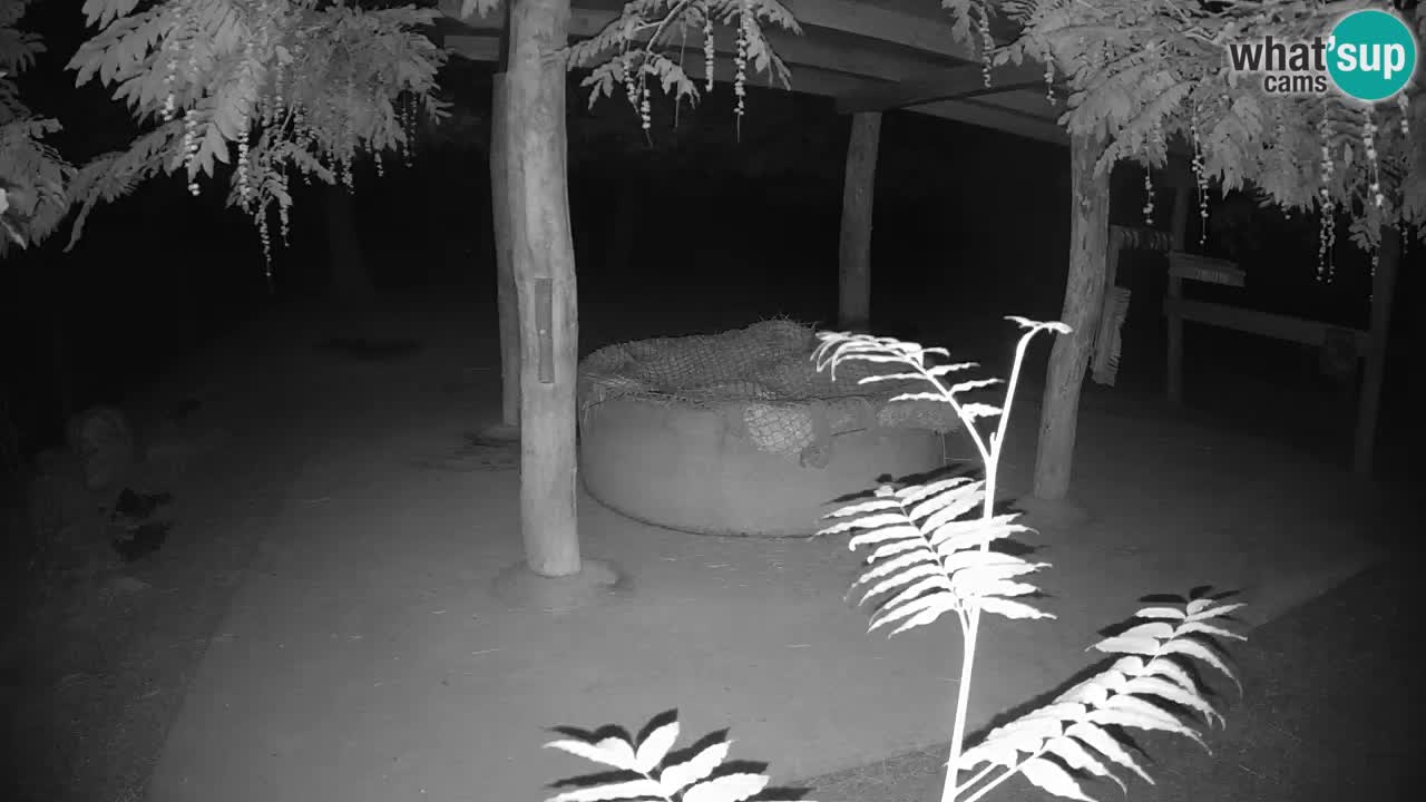 Live Webcam Zebras in Ljubljana ZOO – Slowenien