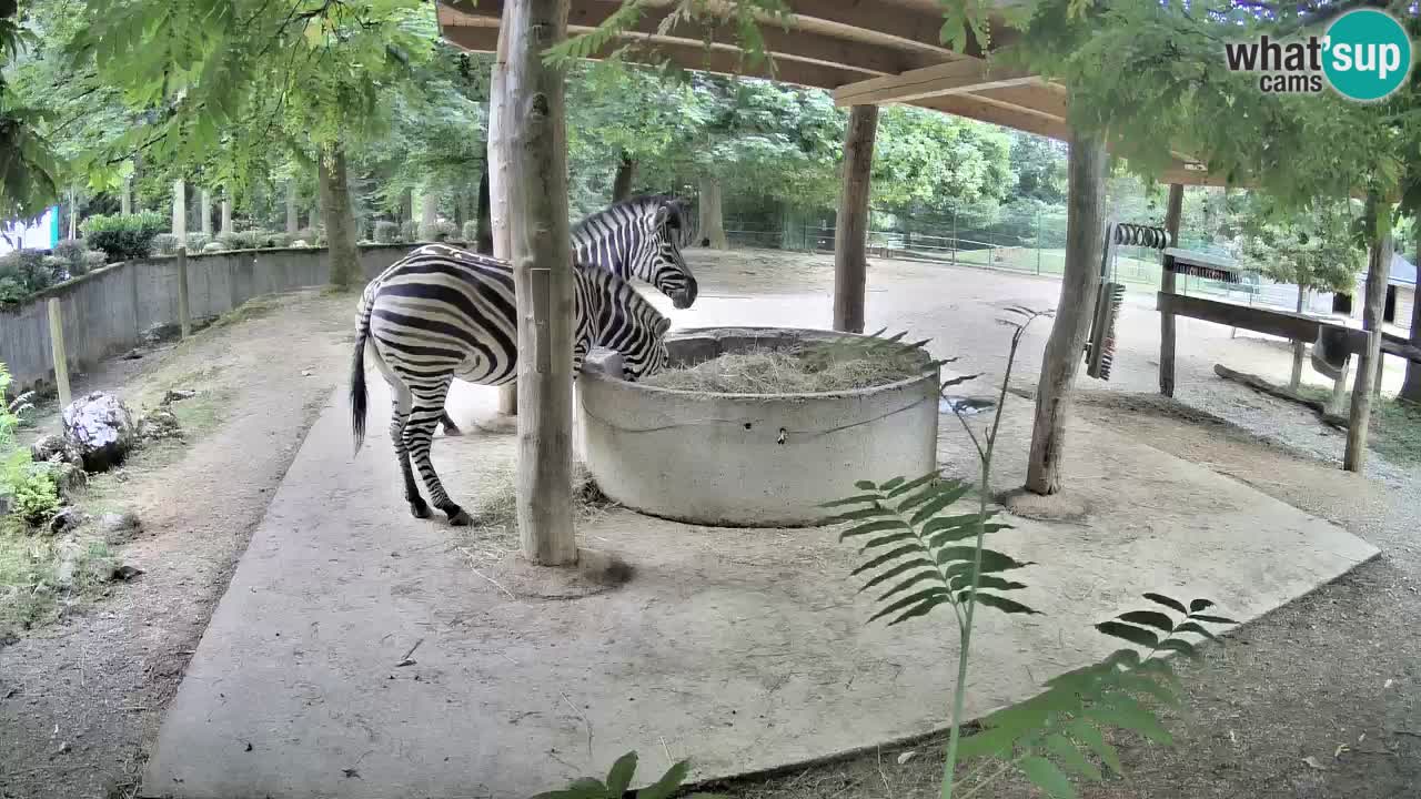 Live Webcam Zebras in Ljubljana ZOO – Slowenien