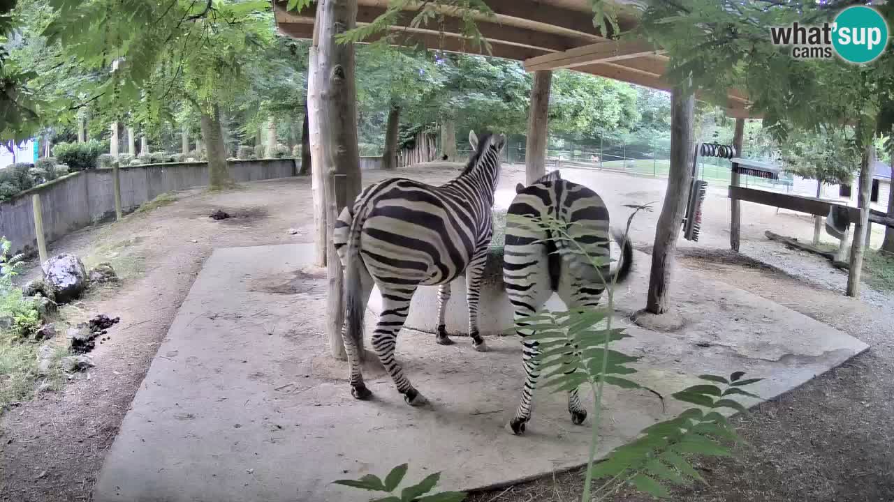 Le Zebre nello ZOO di Ljubljana – Slovenia Live webcam