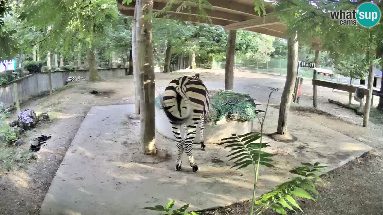 Camera en vivo Cebras in Ljubljana ZOO – Eslovenia