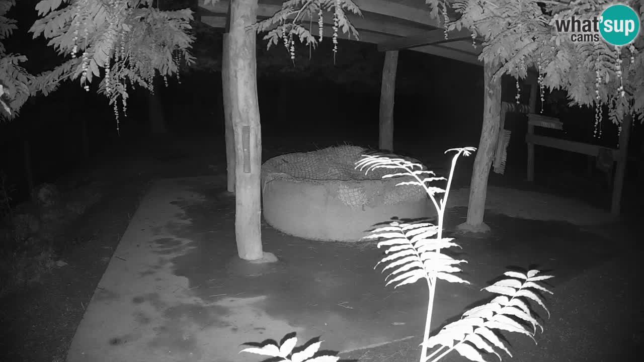 Live Webcam Zebras in Ljubljana ZOO – Slowenien