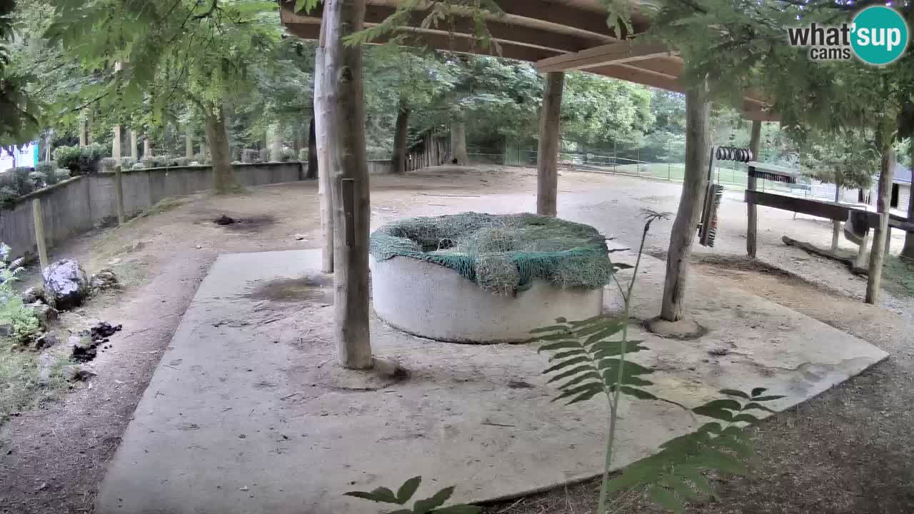 Camera en vivo Cebras in Ljubljana ZOO – Eslovenia