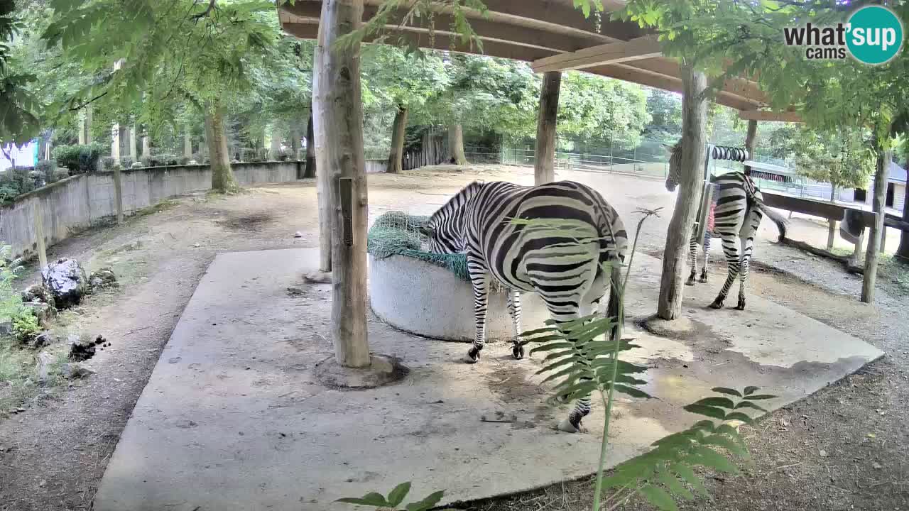 Live Webcam Zebras in Ljubljana ZOO – Slowenien