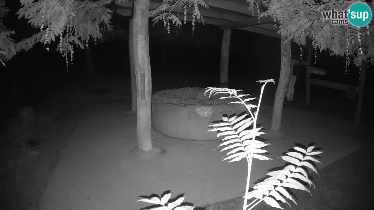 Live Webcam Zebras in Ljubljana ZOO – Slowenien