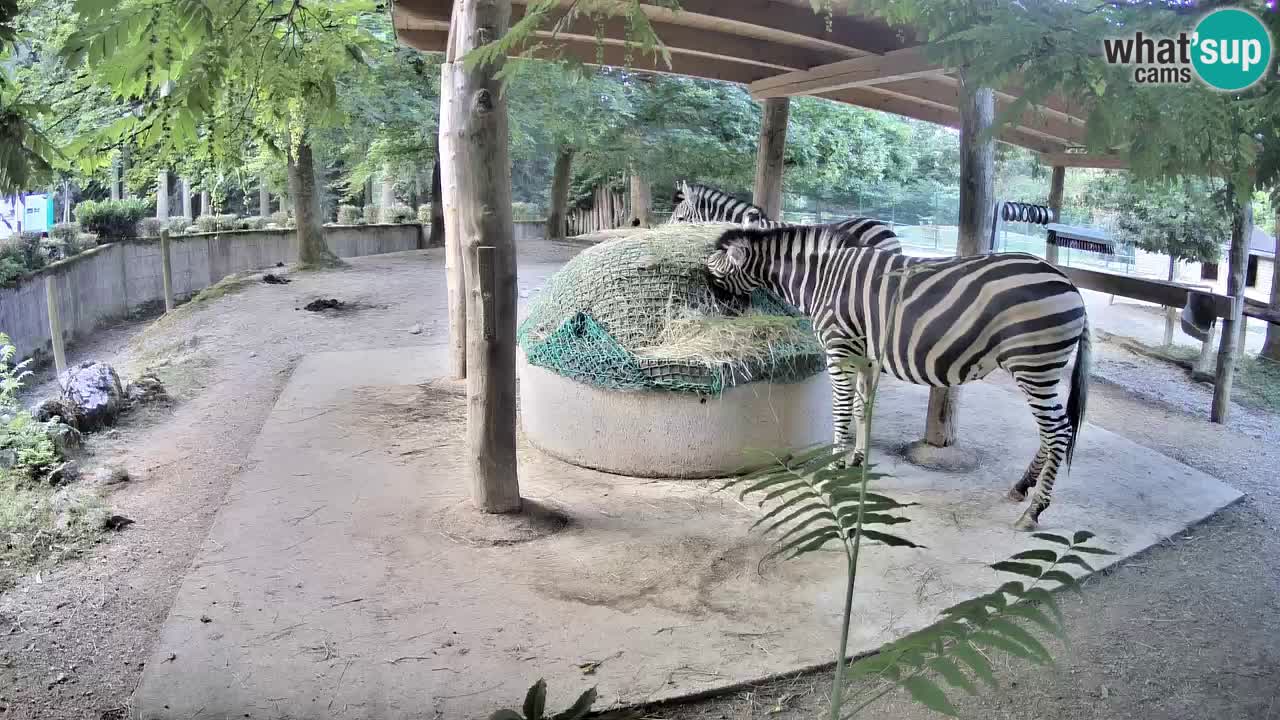Zebre v živo v živalskem vrtu Ljubljana ZOO spletne kamere