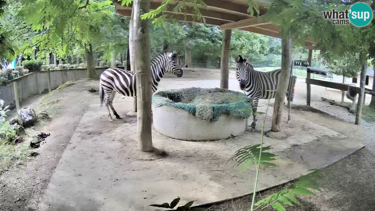 Live webcam Les zèbres in Ljubljana ZOO – Slovénie
