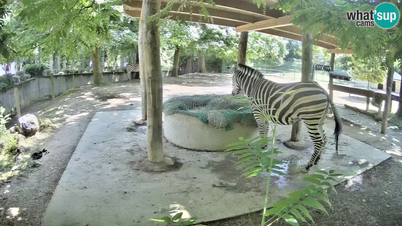 Le Zebre nello ZOO di Ljubljana – Slovenia Live webcam