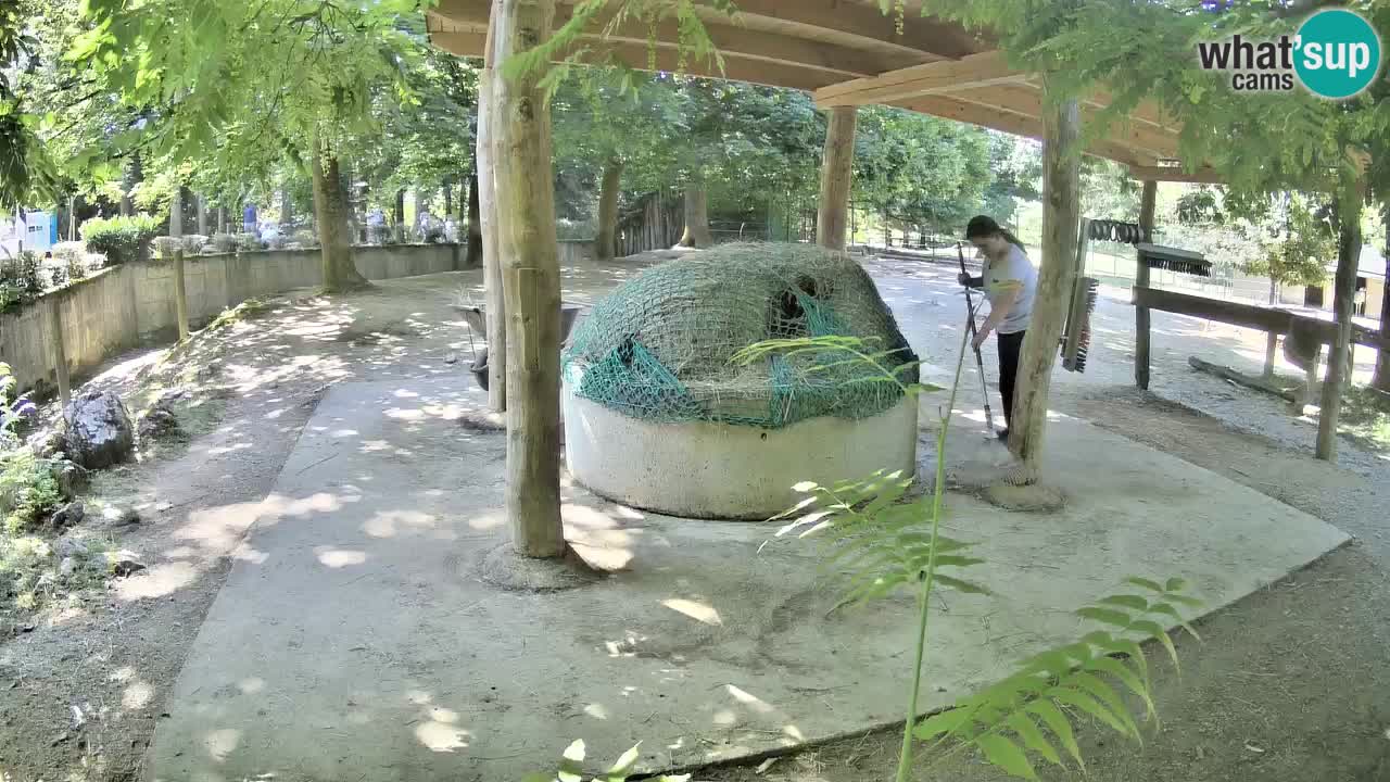 Le Zebre nello ZOO di Ljubljana – Slovenia Live webcam