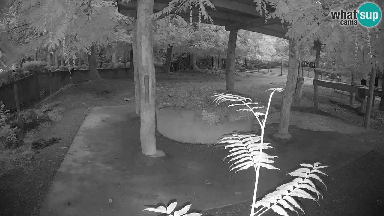 Zebre v živo v živalskem vrtu Ljubljana ZOO spletne kamere