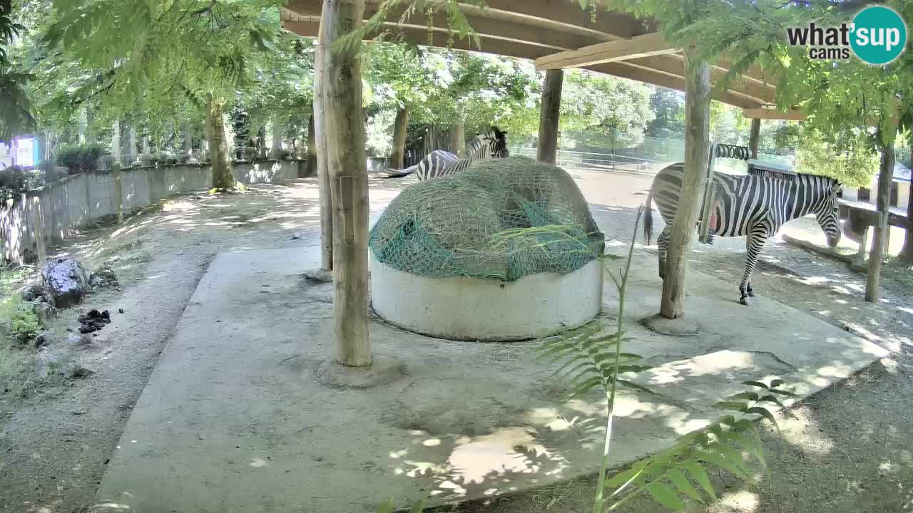 Live Webcam Zebras in Ljubljana ZOO – Slowenien