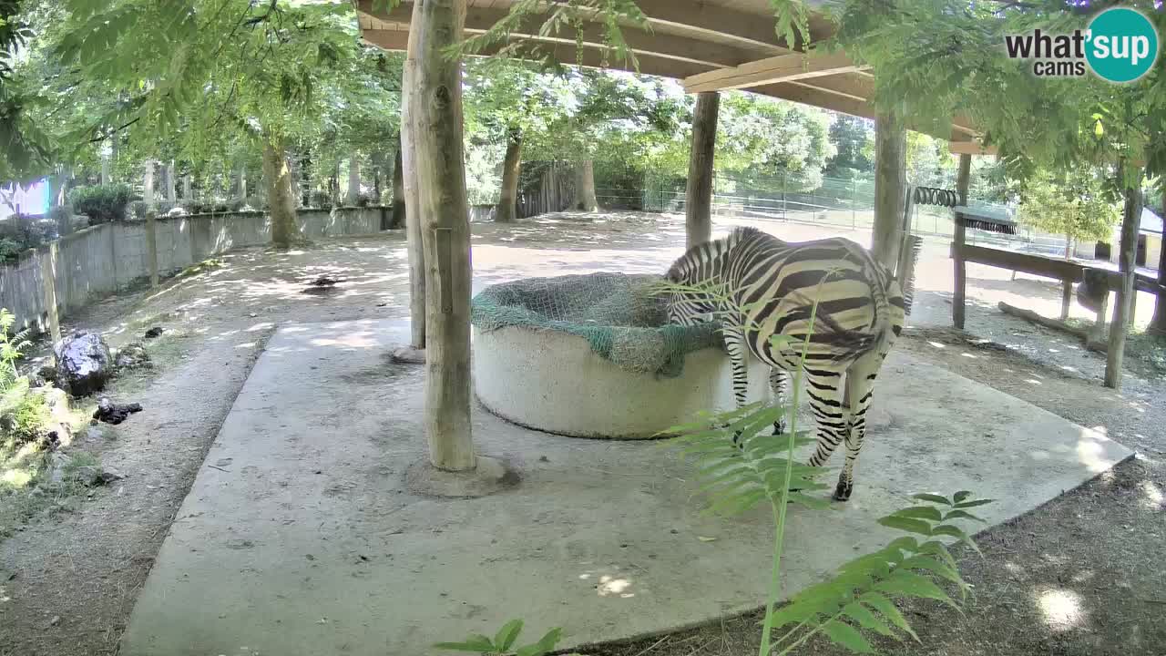 Live webcam Zebras in Ljubljana ZOO – Slovenia