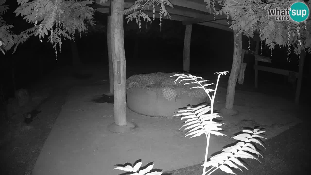 Live Webcam Zebras in Ljubljana ZOO – Slowenien