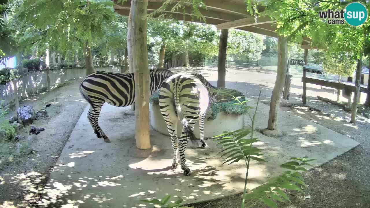Live webcam Les zèbres in Ljubljana ZOO – Slovénie