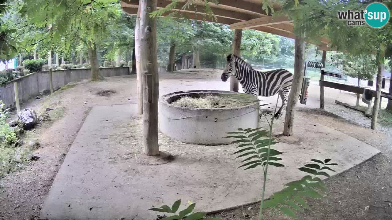 Live Webcam Zebras in Ljubljana ZOO – Slowenien