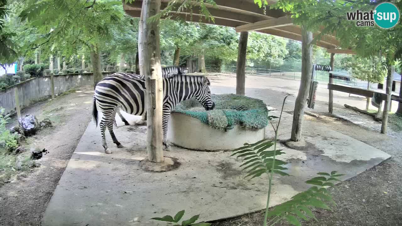 Camera en vivo Cebras in Ljubljana ZOO – Eslovenia
