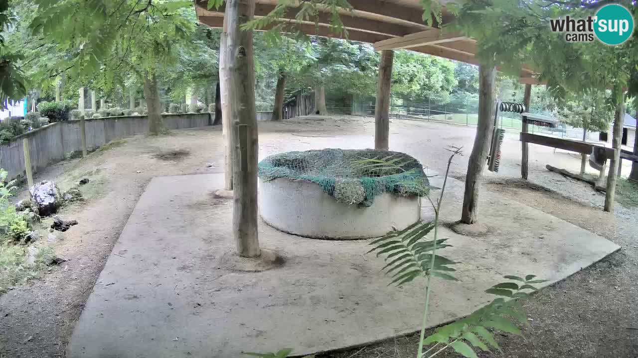 Live webcam Zebras in Ljubljana ZOO – Slovenia