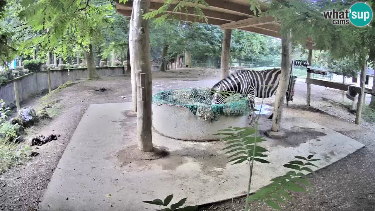 Live webcam Les zèbres in Ljubljana ZOO – Slovénie