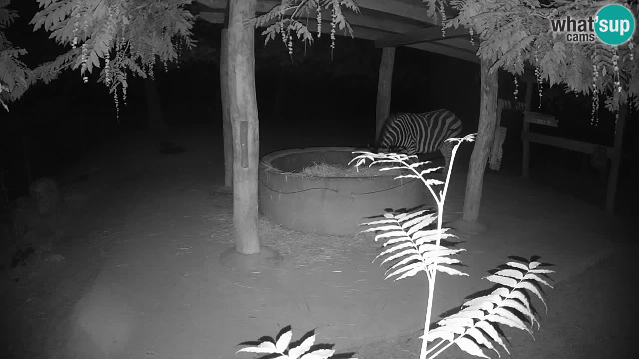 Zebre v živo v živalskem vrtu Ljubljana ZOO spletne kamere