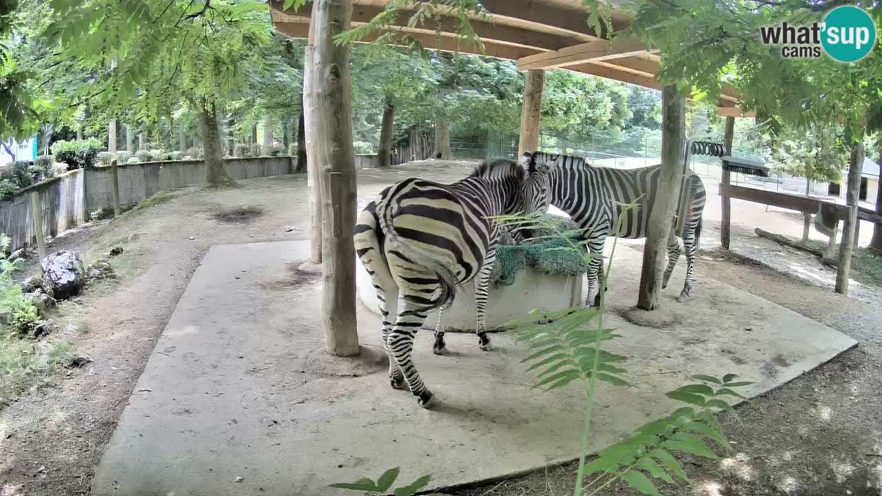 Camera en vivo Cebras in Ljubljana ZOO – Eslovenia