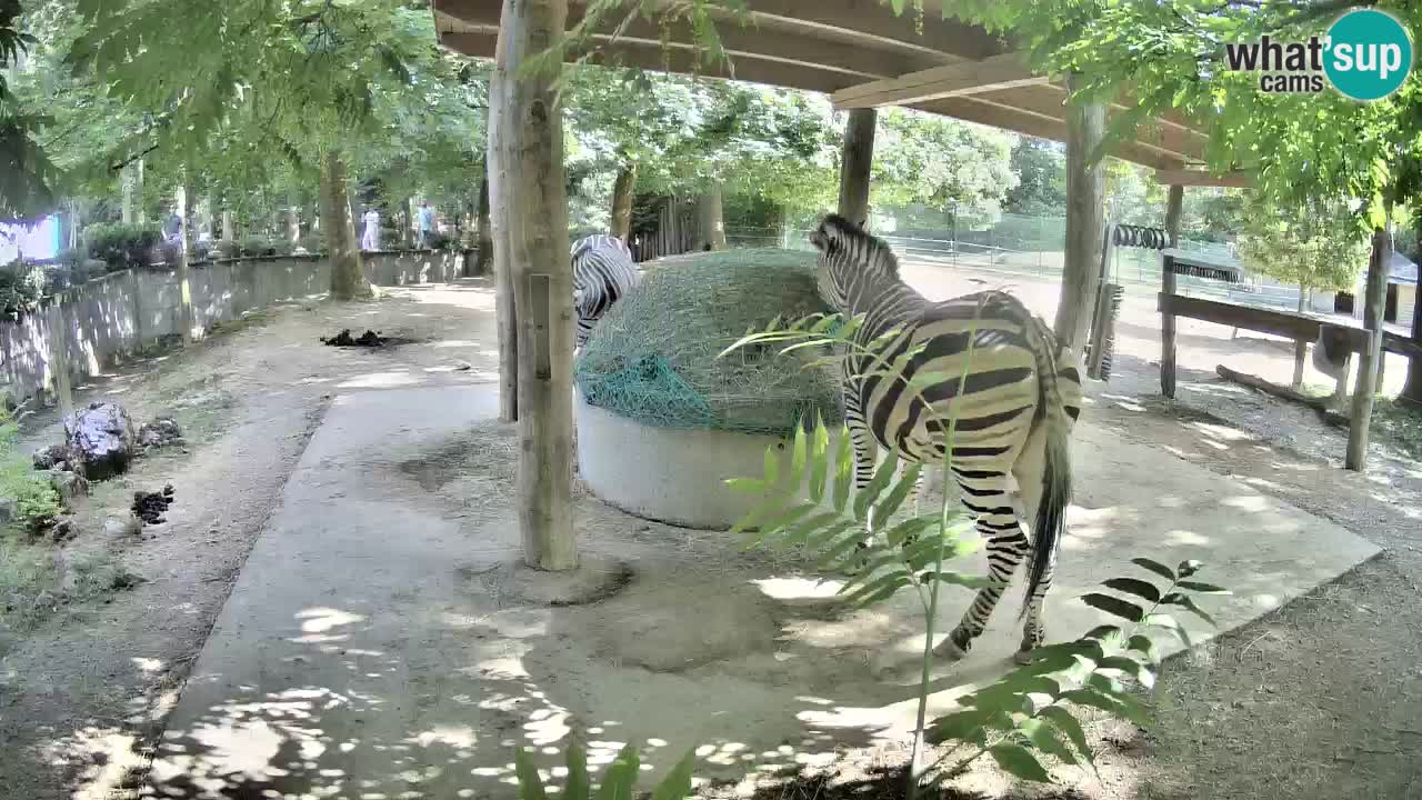 Camera en vivo Cebras in Ljubljana ZOO – Eslovenia