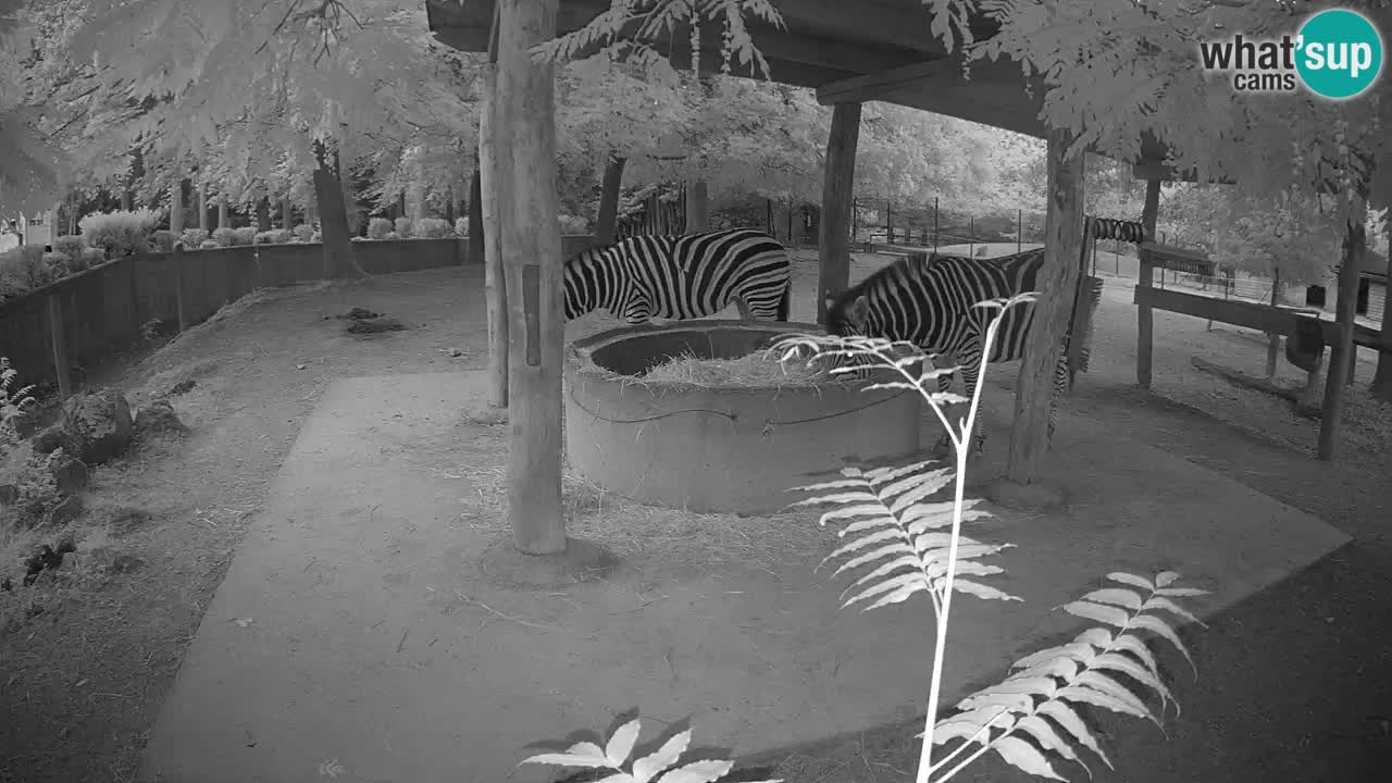 Zebre v živo v živalskem vrtu Ljubljana ZOO spletne kamere