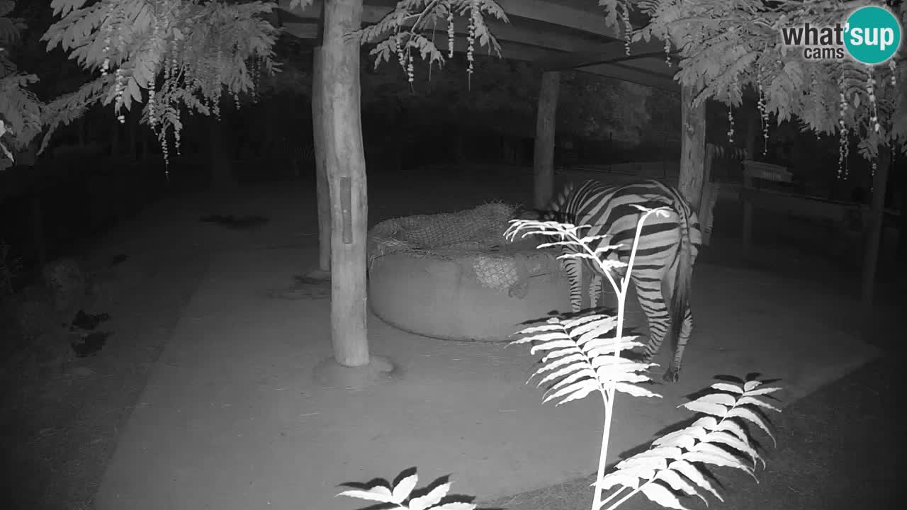 Live webcam Les zèbres in Ljubljana ZOO – Slovénie