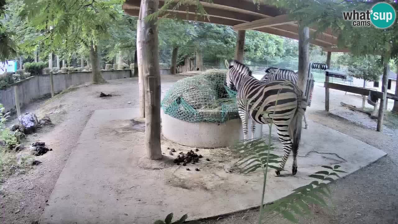 Zebre v živo v živalskem vrtu Ljubljana ZOO spletne kamere