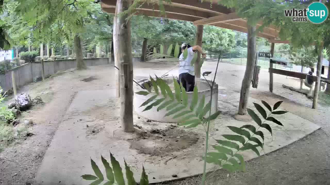 Camera en vivo Cebras in Ljubljana ZOO – Eslovenia