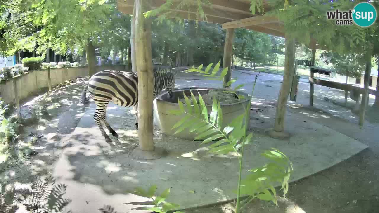 Zebre v živo v živalskem vrtu Ljubljana ZOO spletne kamere