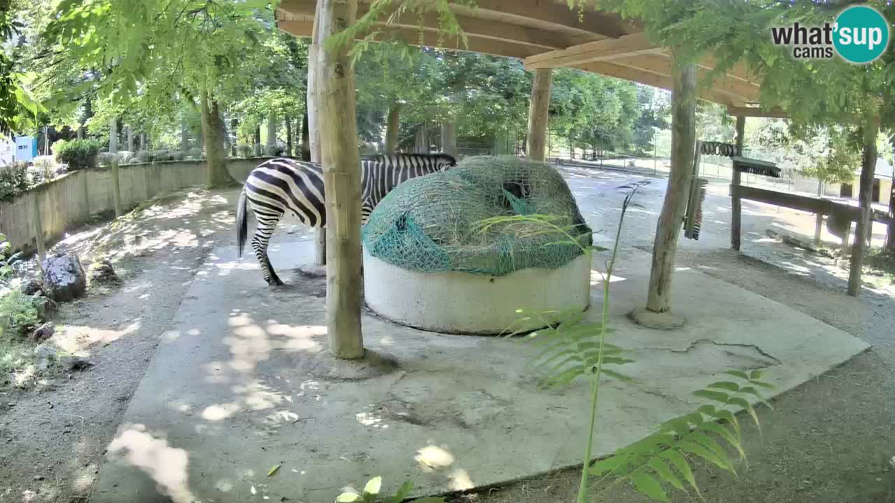 Le Zebre nello ZOO di Ljubljana – Slovenia Live webcam