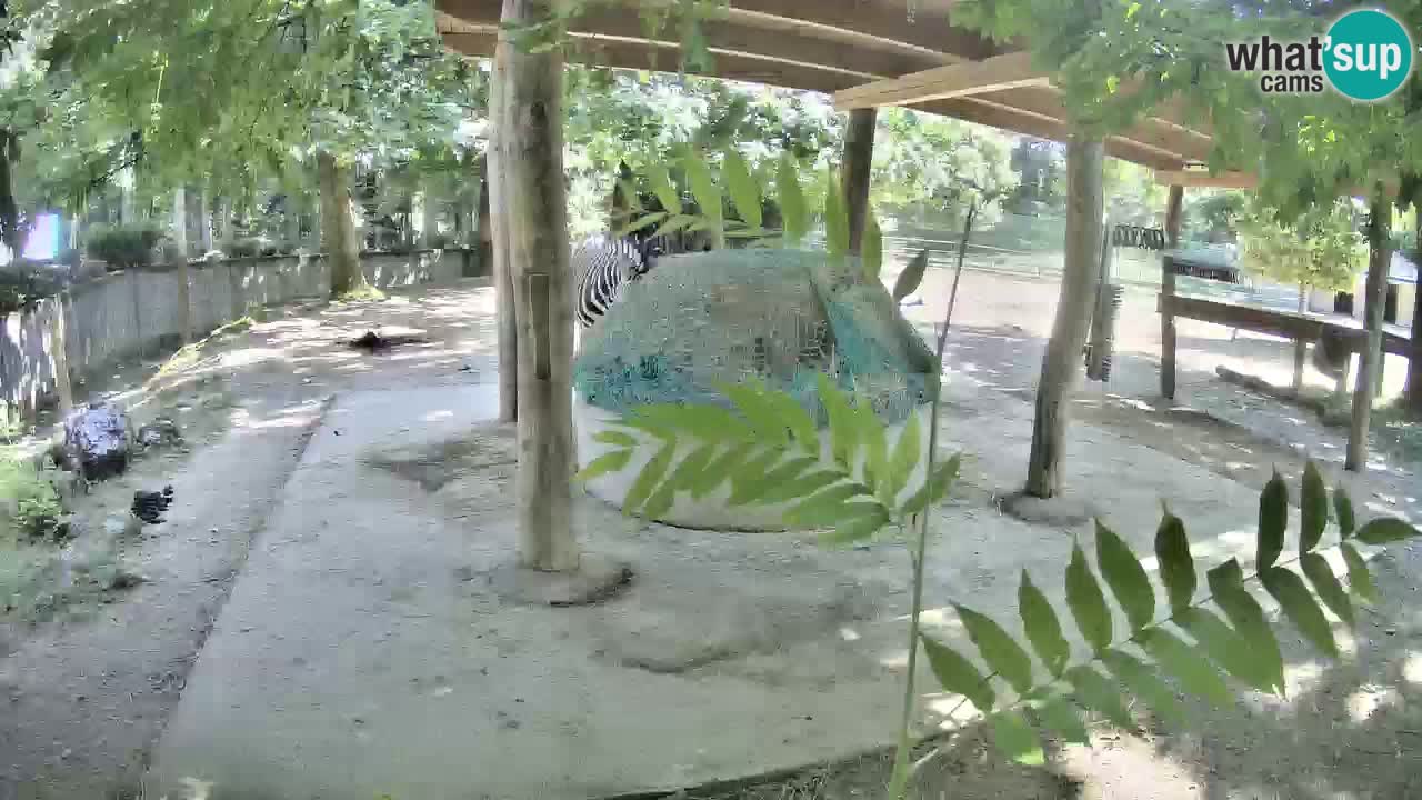 Live Webcam Zebras in Ljubljana ZOO – Slowenien