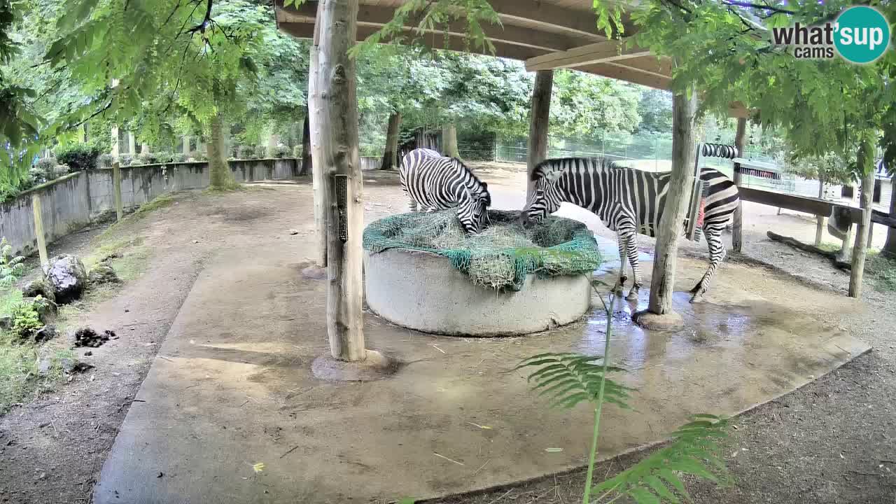 Camera en vivo Cebras in Ljubljana ZOO – Eslovenia