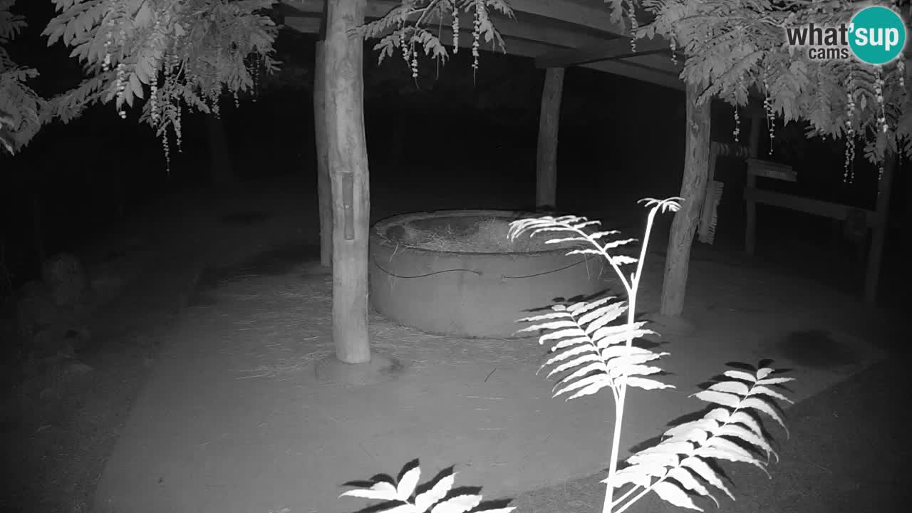 Live Webcam Zebras in Ljubljana ZOO – Slowenien